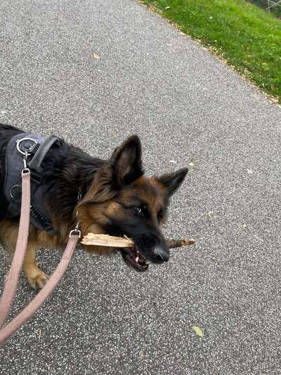 Deutsche Schäferhunde, Belgische Schäferhunde.-Beitrag-Bild