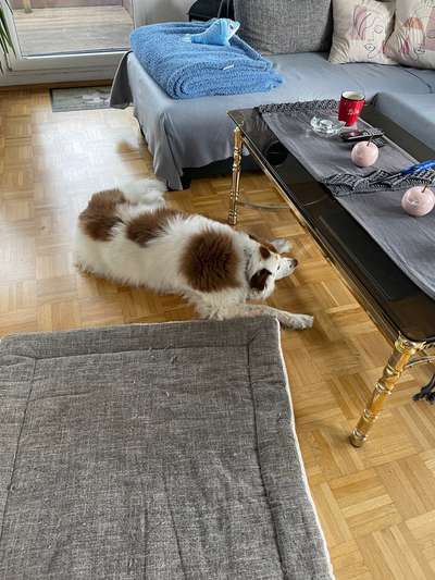 Unsere Fellnasen im Regenbogenland-Beitrag-Bild