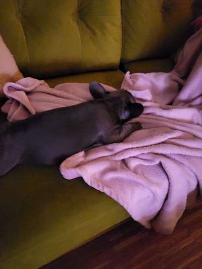 Mein frenschie-Beitrag-Bild