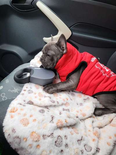 Französische Bulldoggen-Beitrag-Bild