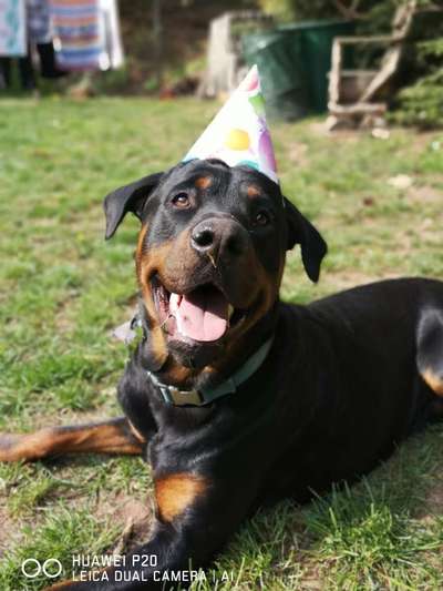 Zeigt mal die schönsten Bilder von euren Hunden !-Beitrag-Bild