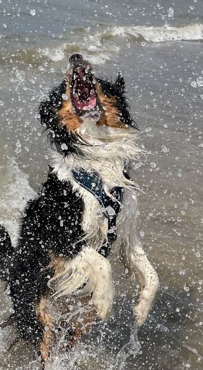 Dogorama Photo Challenge - Wasserspiele-Beitrag-Bild