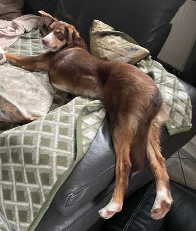 Dogorama Photo Challenge - Fail/Outtakes-Beitrag-Bild