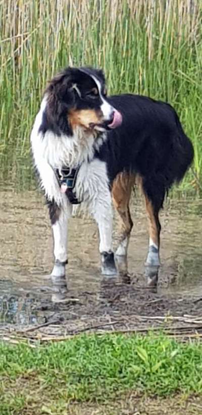 Dogorama-Monats-Challenge-Mai "Wasser"-Beitrag-Bild