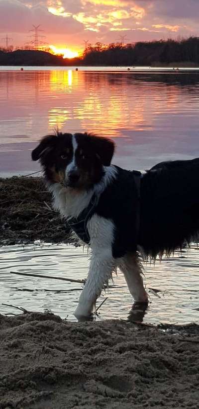 Dogorama-Monats-Challenge-Mai "Wasser"-Beitrag-Bild