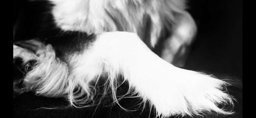 Dogorama Photo Challenge - Details Ganz nah-Beitrag-Bild