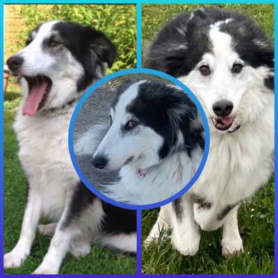 Zeige den lustigsten Blick deines Hundes-Beitrag-Bild