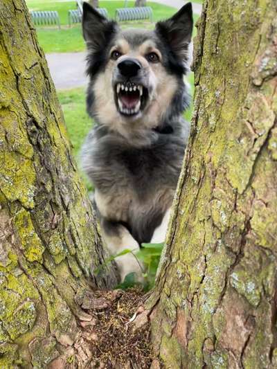 Handy Foto Challenge Nr. 49: Mein Freund der Baum-Beitrag-Bild