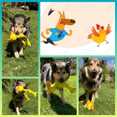 Zeige deinen Schatz mit seinem Lieblingsspielzeug.-Beitrag-Bild