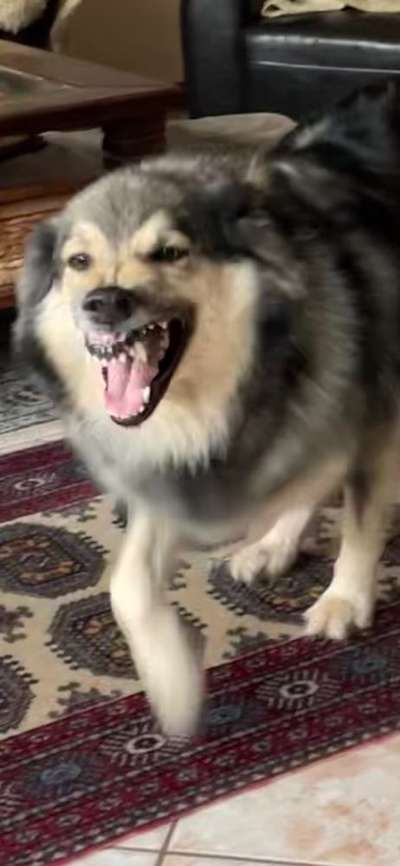 Dogorama Photo Challenge - Details Ganz nah-Beitrag-Bild