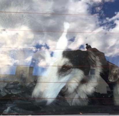 Dogorama Photo Challenge - Durchblick-Beitrag-Bild