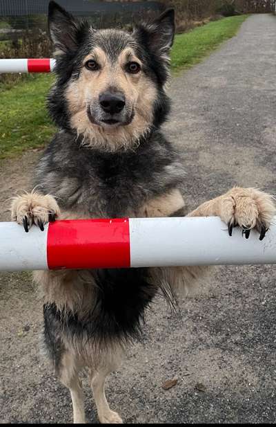 Schäferhund-Beitrag-Bild