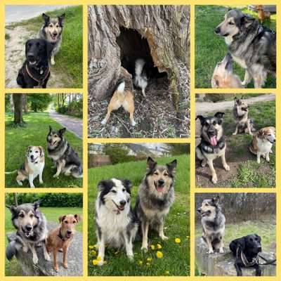 40.Collagen Challenge - Hundefreunde-Beitrag-Bild