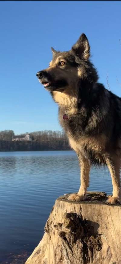 Handy Fotochallenge Nr. 52: Dein Hund mit blauem Himmel-Beitrag-Bild