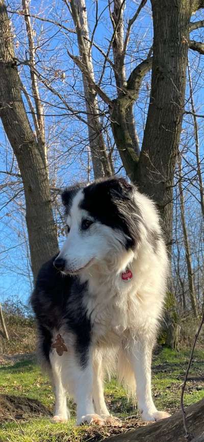 Handy Fotochallenge Nr. 52: Dein Hund mit blauem Himmel-Beitrag-Bild