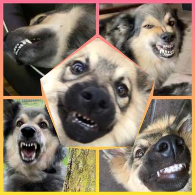 Zeige den lustigsten Blick deines Hundes-Beitrag-Bild