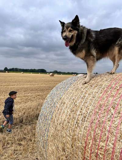 Lapalma Schäferhund-Beitrag-Bild