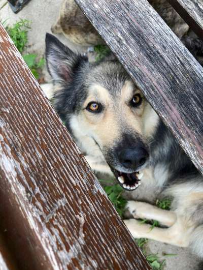 Dogorama Photo Challenge - Durchblick-Beitrag-Bild