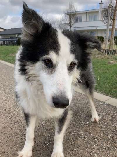 Foto Challenge Nr. 137 - Lass die Ohren fliegen-Beitrag-Bild