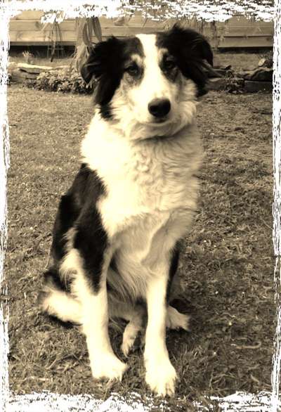 FarbenFoto - Challenge: Sepia-Beitrag-Bild