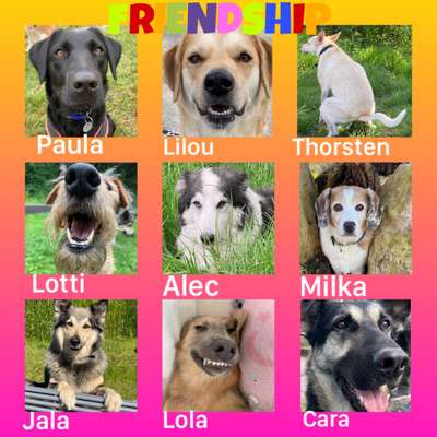 40.Collagen Challenge - Hundefreunde-Beitrag-Bild