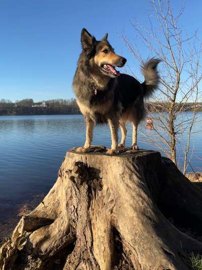 Hund aus dem Spanischen Tierschutz-Beitrag-Bild