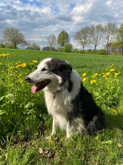 Dogorama Photo Challenge - Frühlingserwachen-Beitrag-Bild