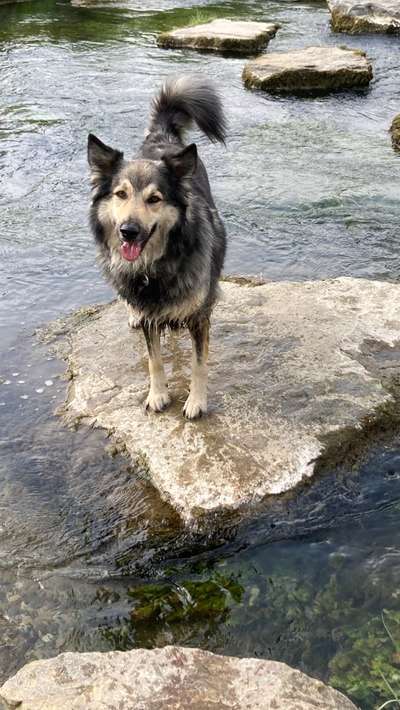 Hund aus dem Spanischen Tierschutz-Beitrag-Bild