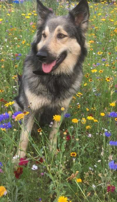 Dogorama Photo Challenge - Frühlingserwachen-Beitrag-Bild