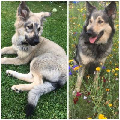 Vom Welpen zum Hund-Beitrag-Bild