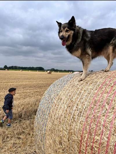 Dogorama Photo Challenge - Hunde in Action-Beitrag-Bild