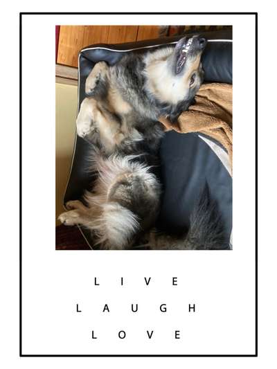 Dogorama Photo Challenge - Zeigt her eure Bäuche-Beitrag-Bild