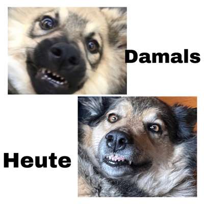 Hund aus dem Spanischen Tierschutz-Beitrag-Bild