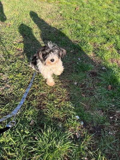 Auslandstierschutz-Beitrag-Bild