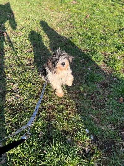 Auslandstierschutz-Beitrag-Bild