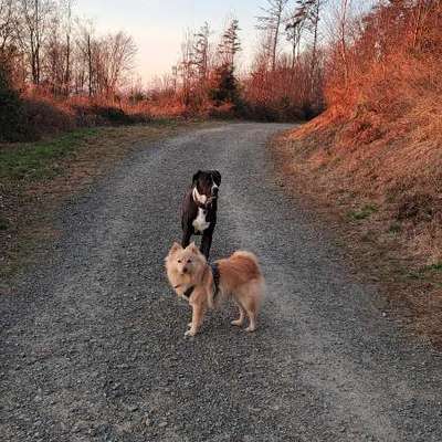 Hundetreffen-Spaziergänge mit Freilauf "Golfplatz am Lüderich" Sonntags ab 7:30 Uhr-Bild