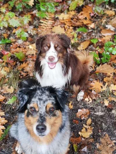 Die Dogorama Monats Challenge "Es grünt und blüht"-Beitrag-Bild