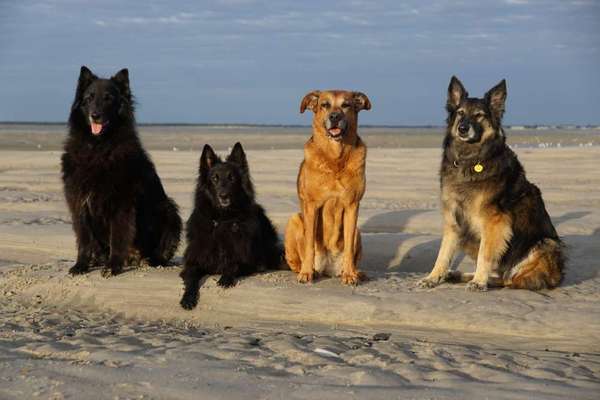 Die Dogorama Wochen Challenge: “Dein Hund im Urlaub”-Beitrag-Bild