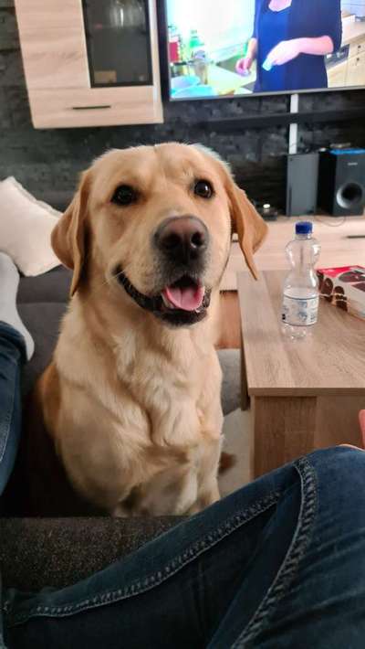 Labradorfans-Beitrag-Bild