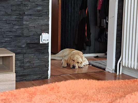 Labradorfans-Beitrag-Bild