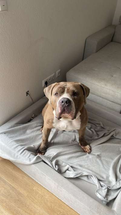 Hundetreffen-Trainingspartner(in) / Spielpartner(in)-Bild