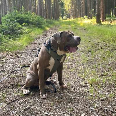 Hundetreffen-Begegnungstraining-Bild