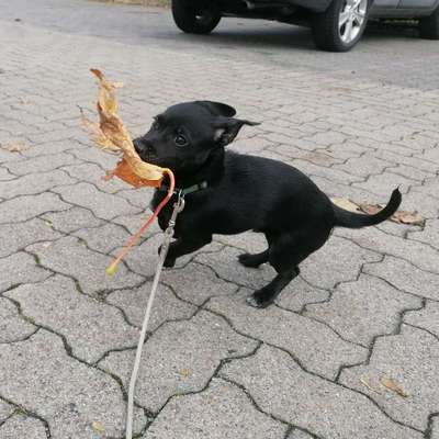 Hundetreffen-Welpenspielen-Bild