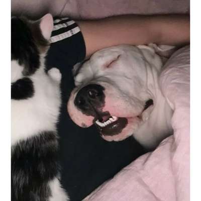 Hundetreffen-Trainings treffen gesucht-Bild