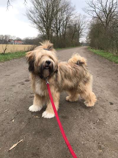 Rassenspezifische Farbbezeichnungen.... was ist euer Hund ? -)-Beitrag-Bild