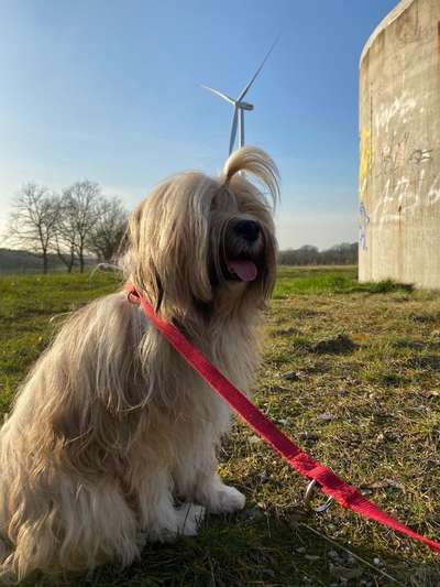 Tibet Terrier-Beitrag-Bild