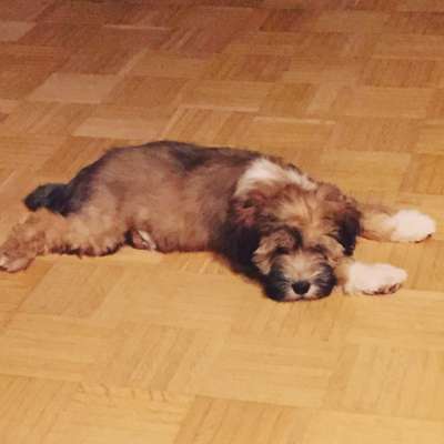 Welpen Bilder !-Beitrag-Bild