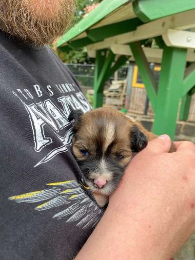 Welpen Bilder !-Beitrag-Bild