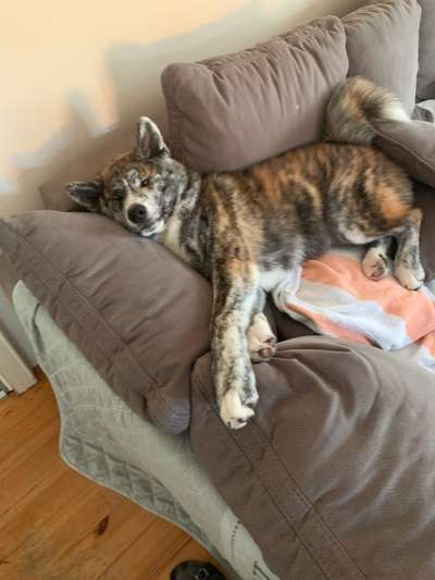 Shiba - Eltern-Beitrag-Bild