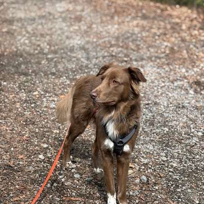 Hundetreffen-🐾 Spazierpartner für Bailey gesucht 🐾-Bild